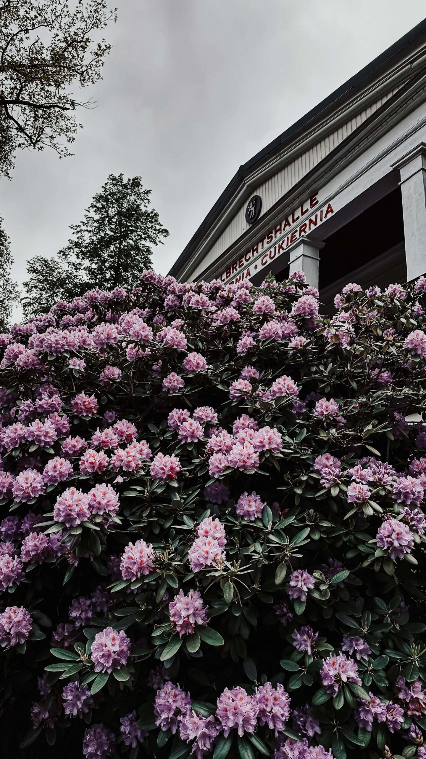 Albrechtshalle w deszczowy, wiosenny dzień - maj 2024 r. / fot. Gosia Fraser